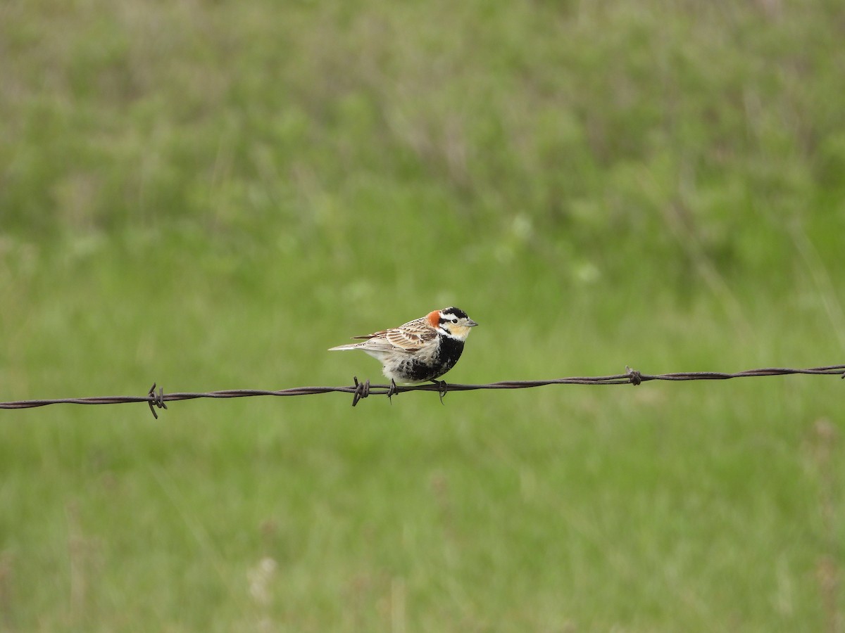 Chestnut-collared Longspur - Lori Shuler