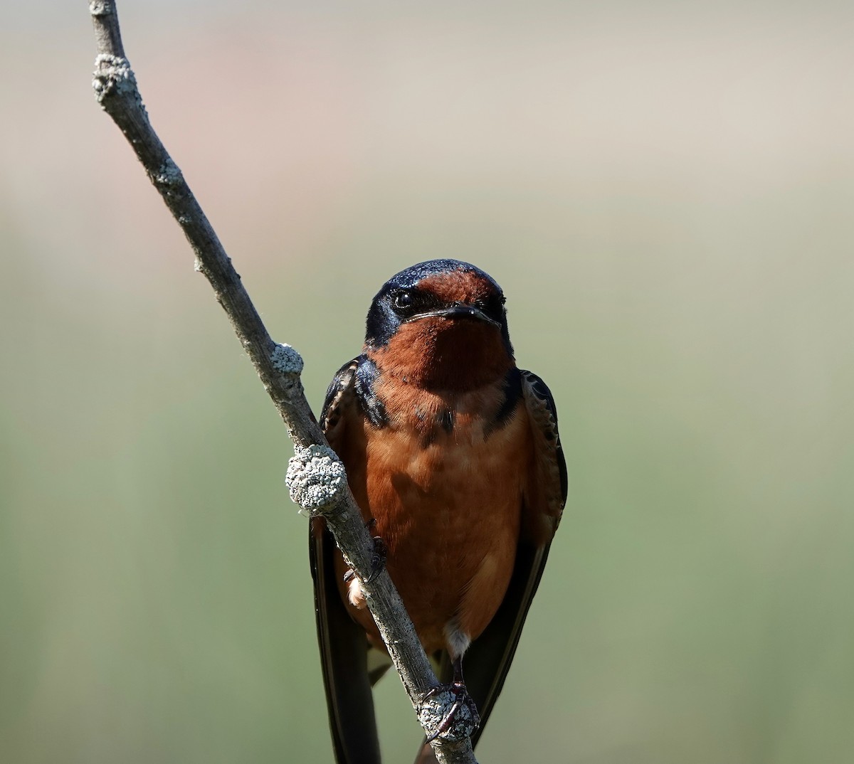 Barn Swallow - Andrew Bailey