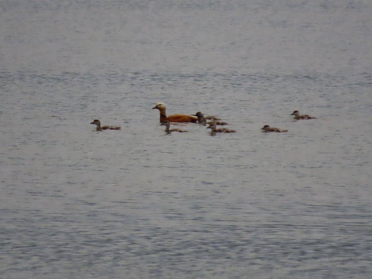 Ruddy Shelduck - Doug Kibbe