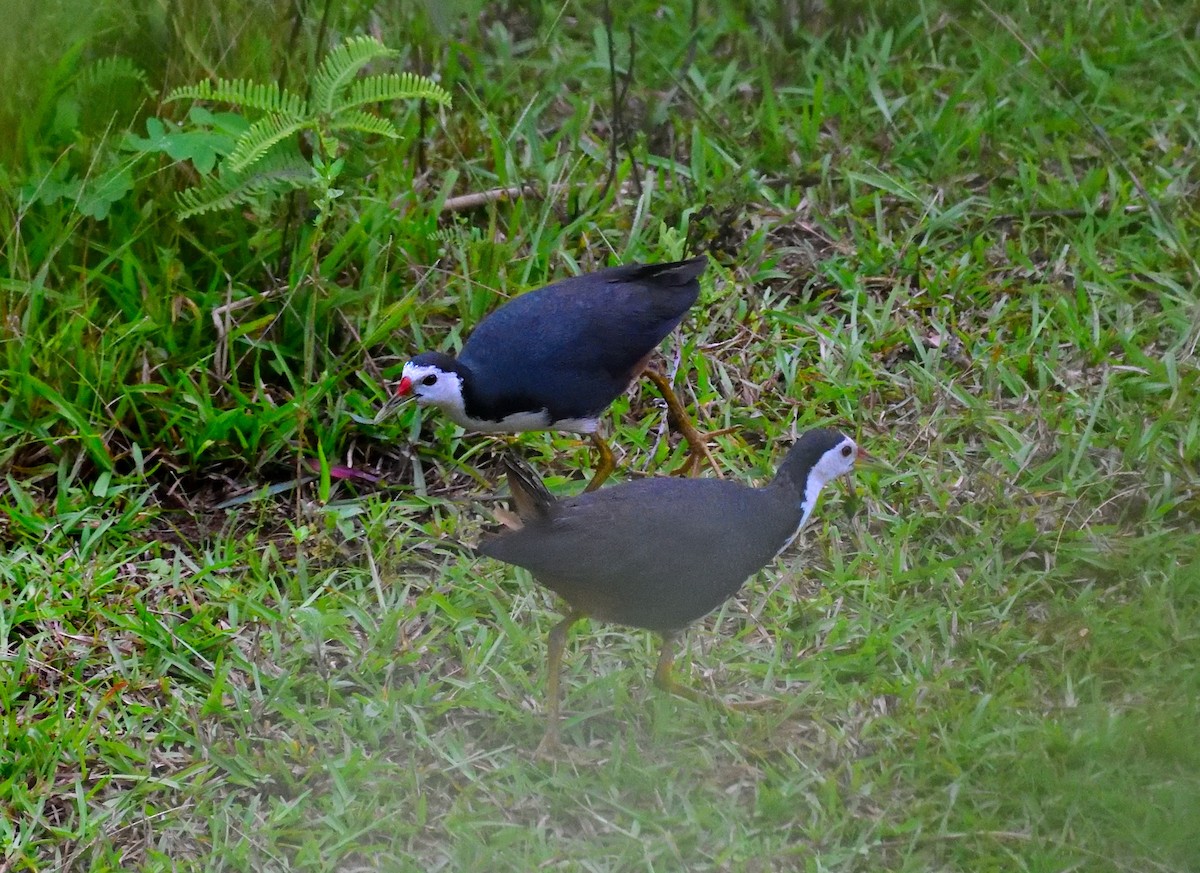 White-breasted Waterhen - John Finnian