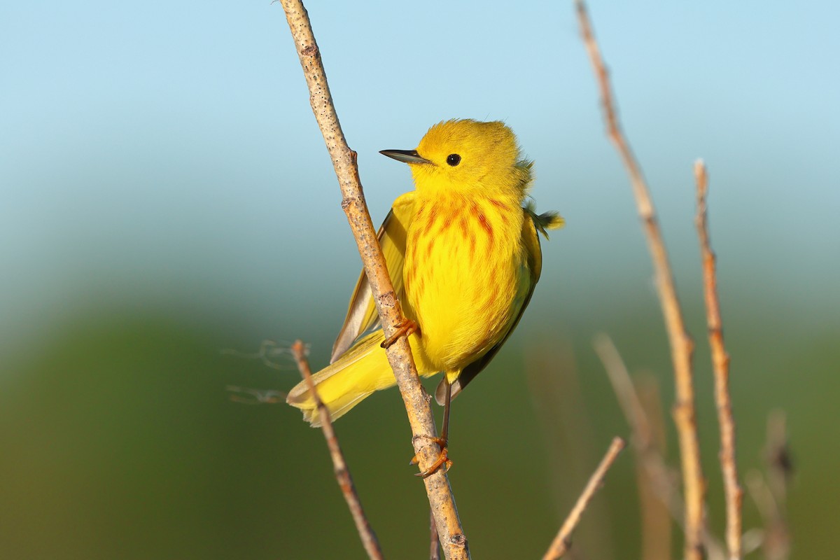 Yellow Warbler - Keith Pflieger