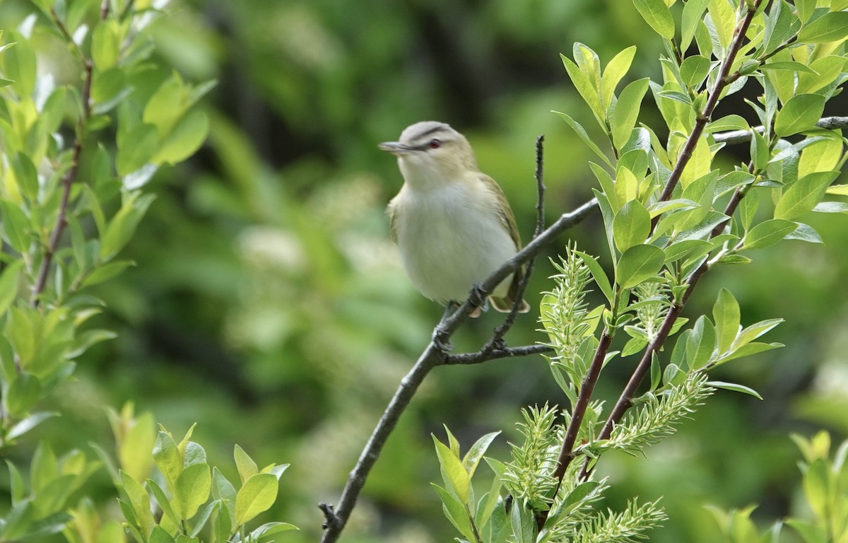 Red-eyed Vireo - ML619572031