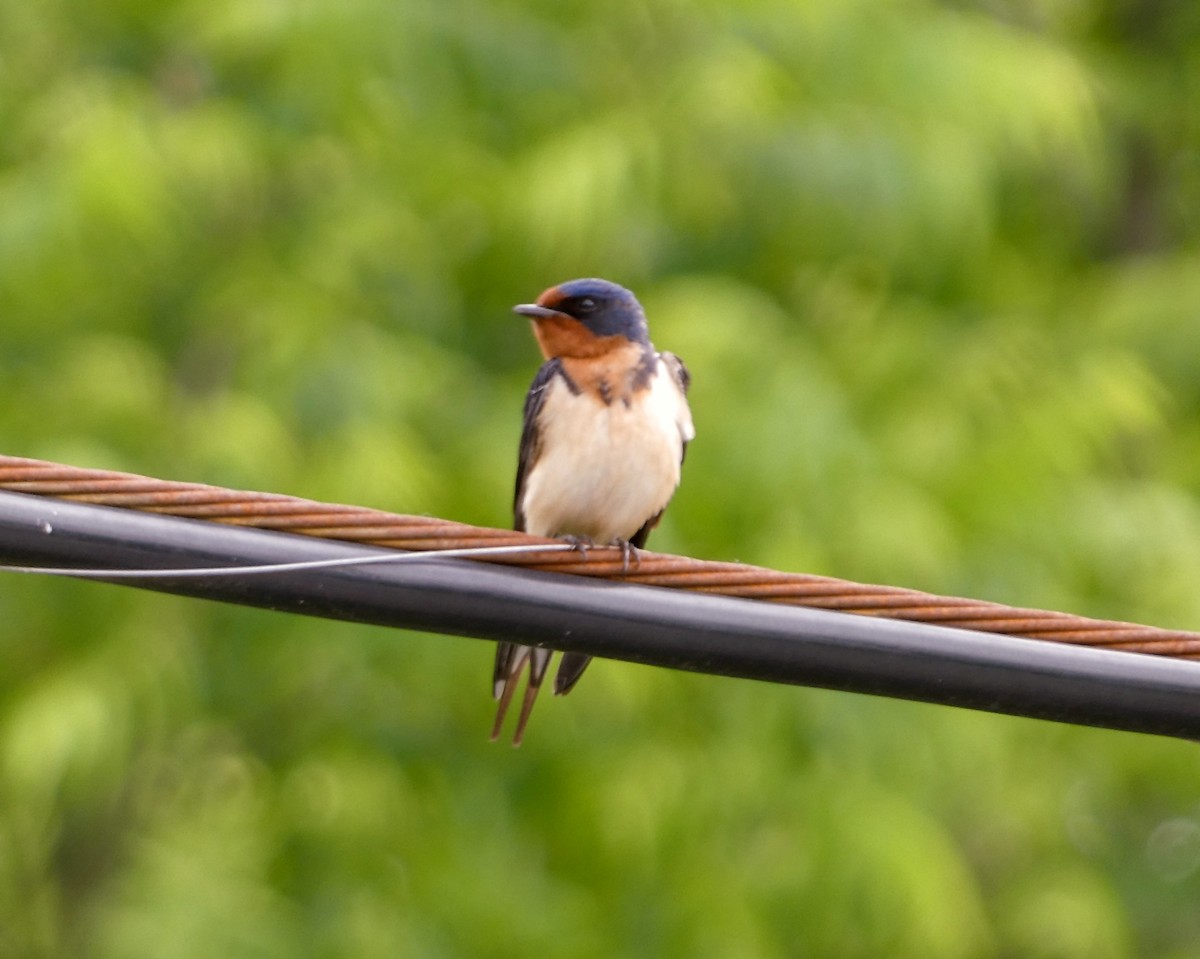 Barn Swallow - Kathy L. Mock