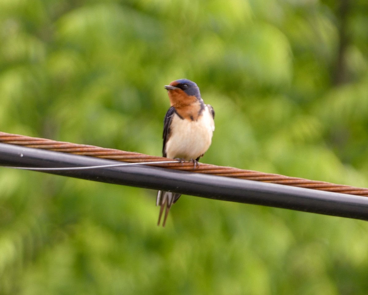 Barn Swallow - ML619572043