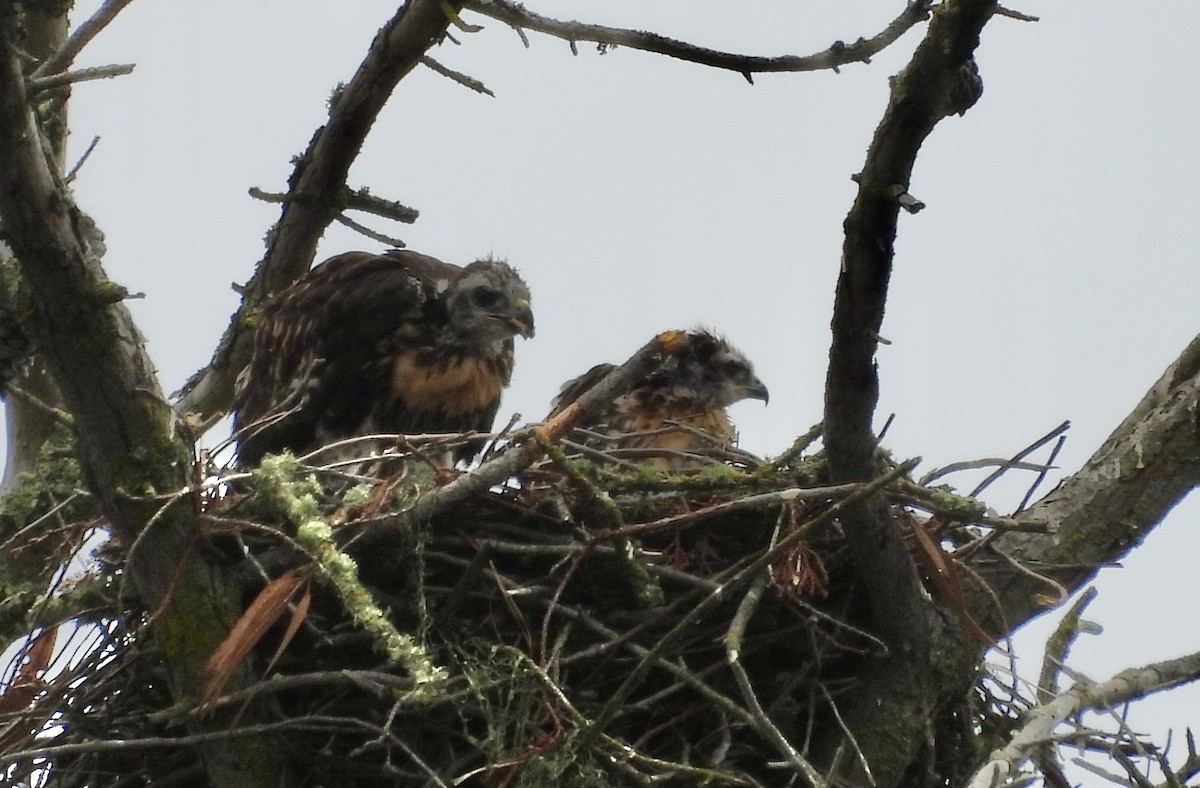 Red-tailed Hawk - Erica Kawata