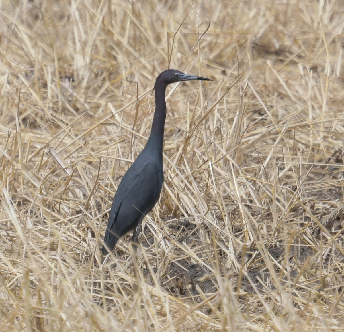 Little Blue Heron - Margaret Poethig