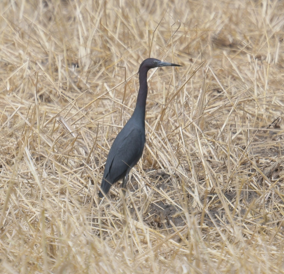 Little Blue Heron - Margaret Poethig