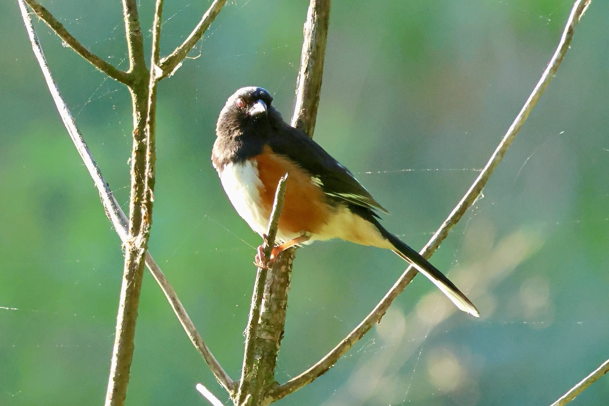 Eastern Towhee - Keith Pflieger