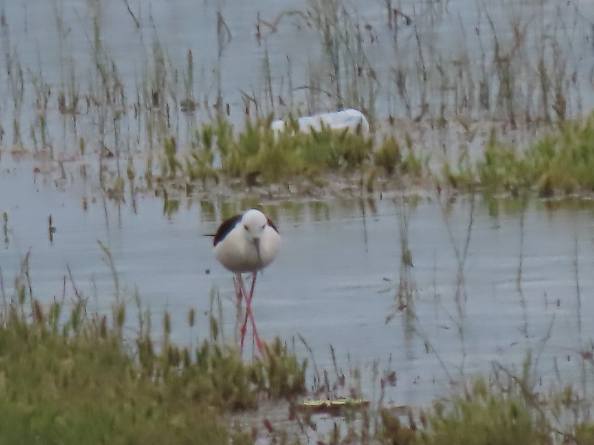 Black-winged Stilt - Doug Kibbe