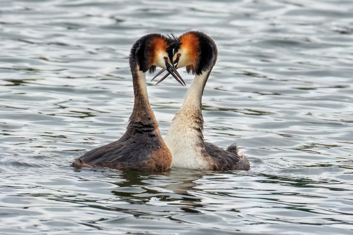 Great Crested Grebe - Valery Treitsiak