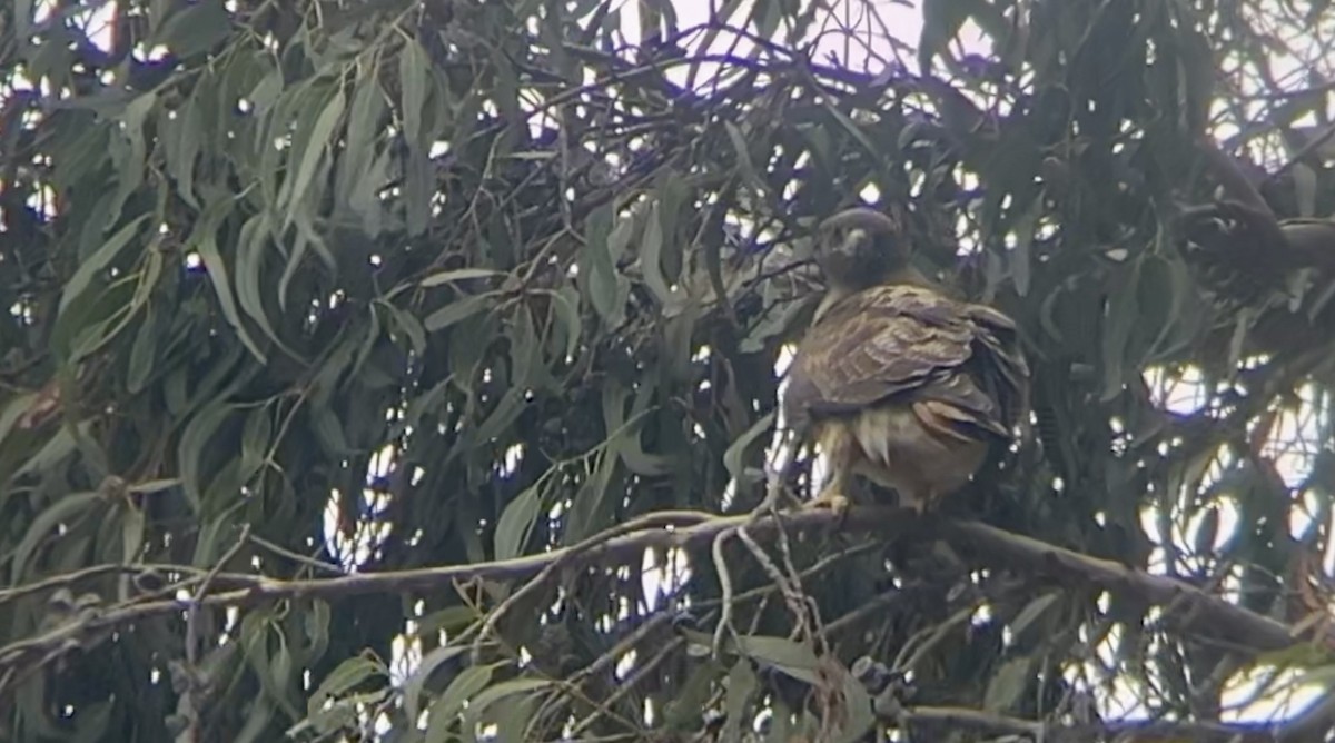 Red-tailed Hawk - Lyla Arum