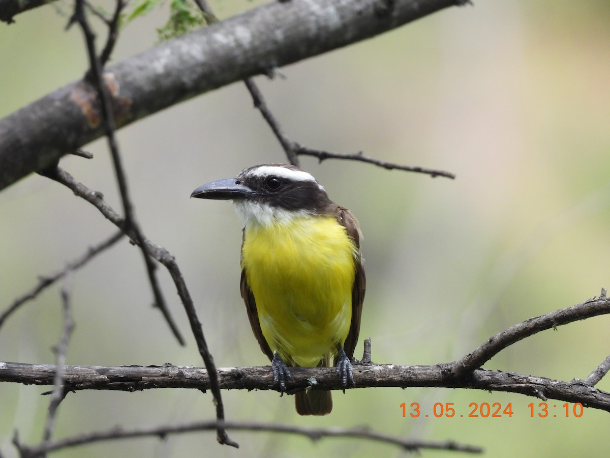 Boat-billed Flycatcher - Andy Ruiz Peña