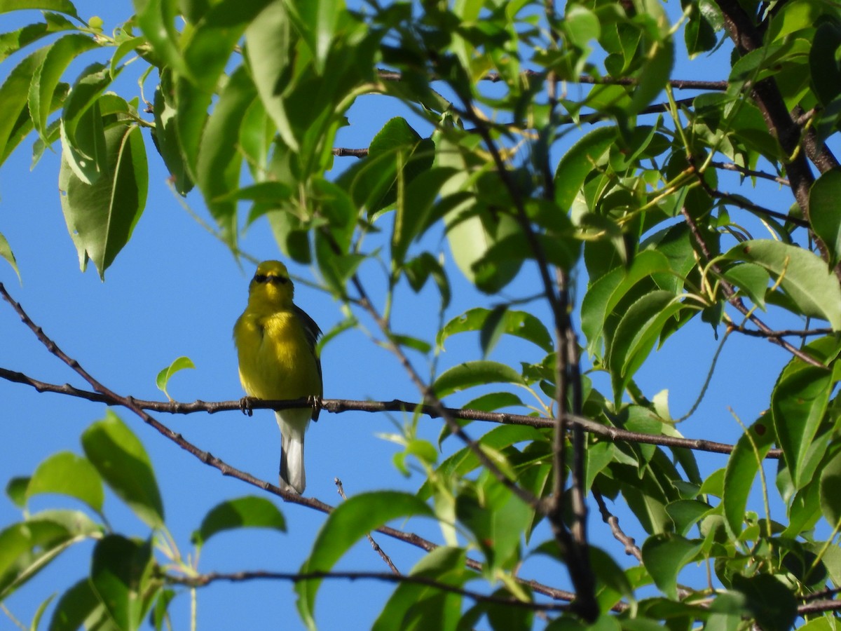 Blue-winged Warbler - Walt Lutz