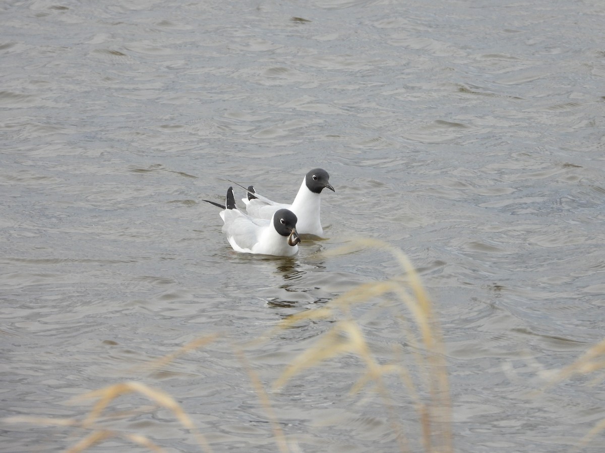 Mouette de Bonaparte - ML619572072