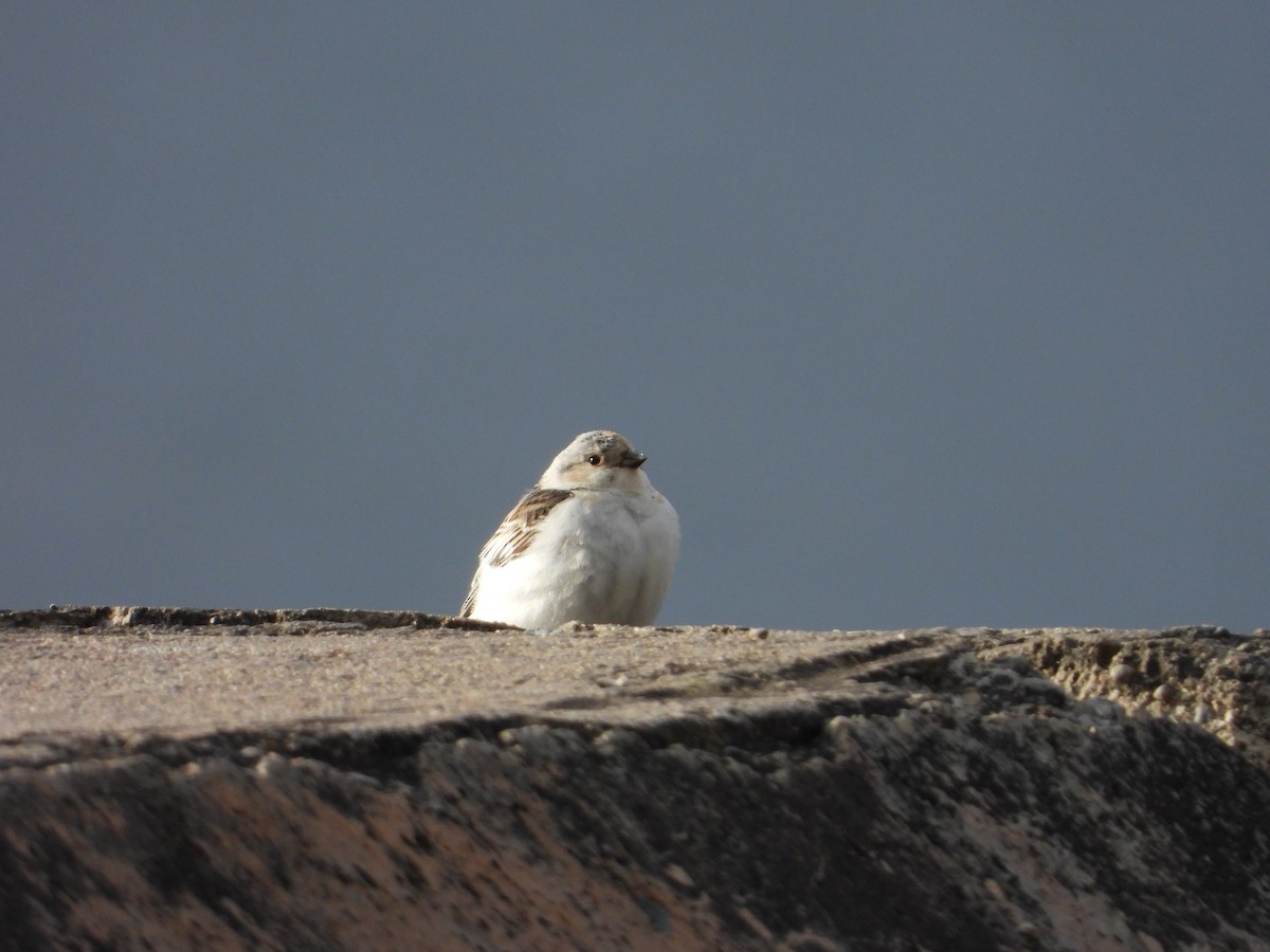 Snow Bunting - ML619572081