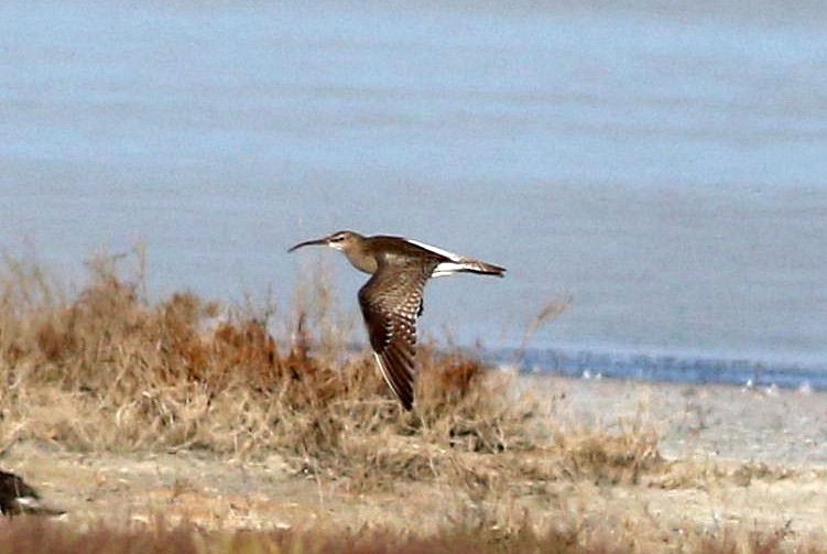 Whimbrel - ML619572083