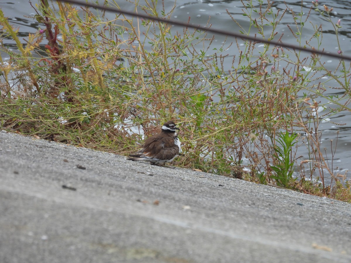 Killdeer - ML619572088