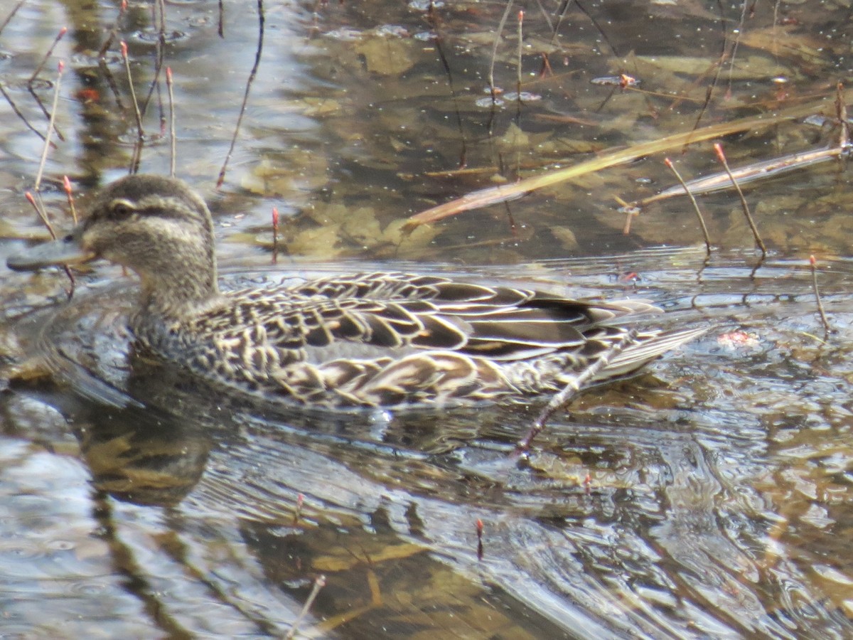 Green-winged Teal - Cedric Wright