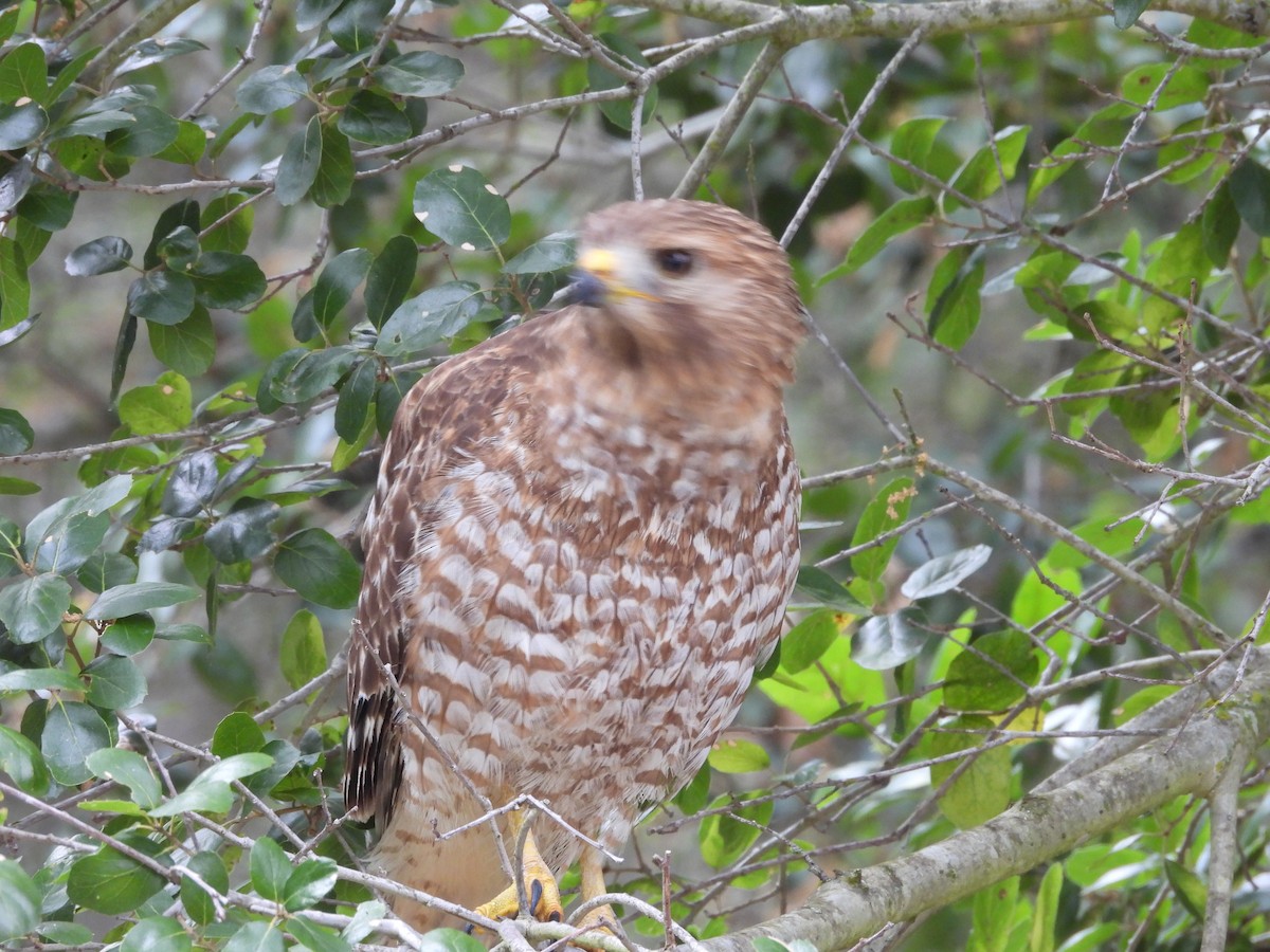 Red-shouldered Hawk - ML619572105