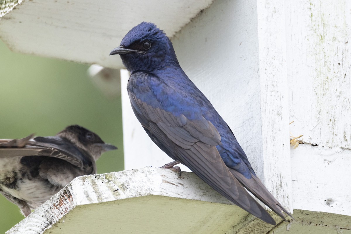 Purple Martin - Kent Fiala