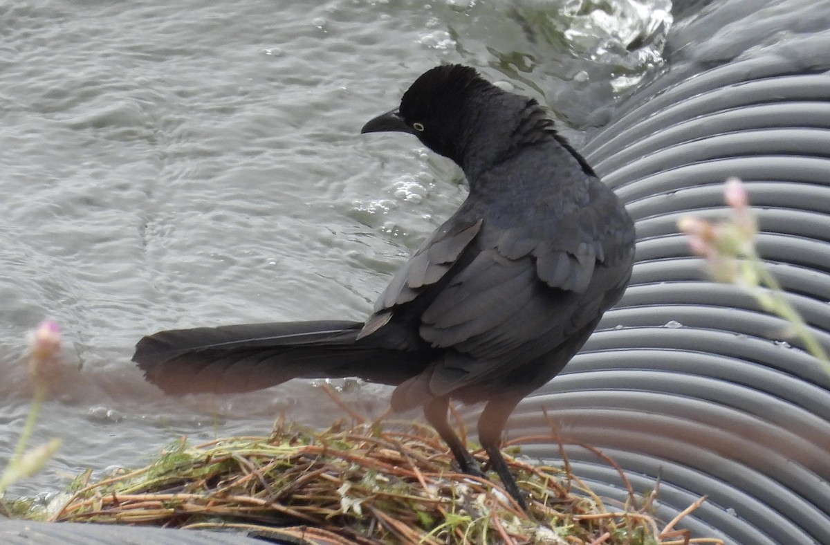 Great-tailed Grackle - ML619572128