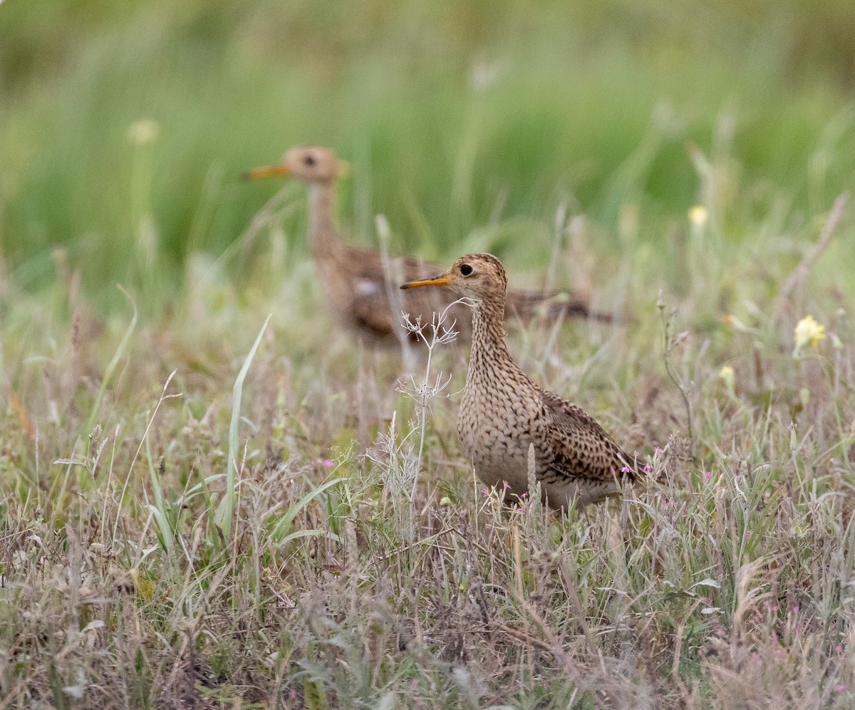 Upland Sandpiper - William Price