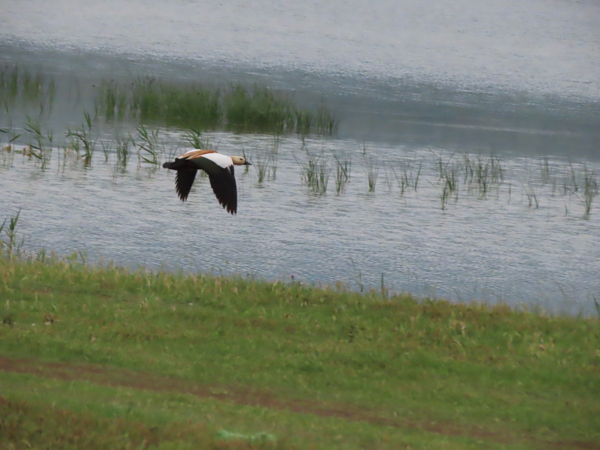 Ruddy Shelduck - Doug Kibbe