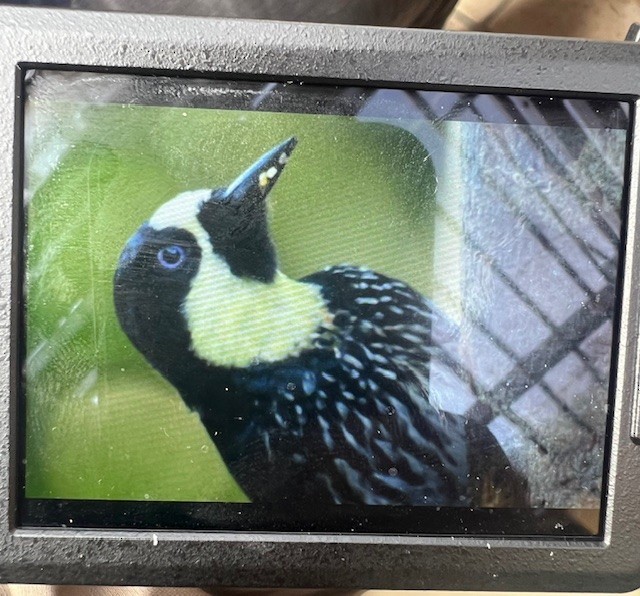 Acorn Woodpecker - Edwin A Betancourt