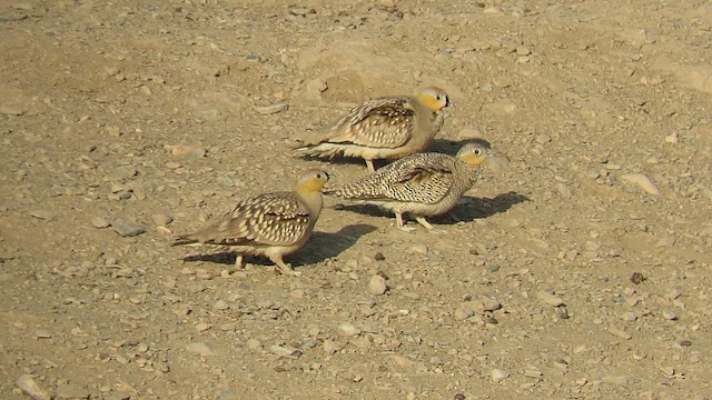 Crowned Sandgrouse - ML619572152