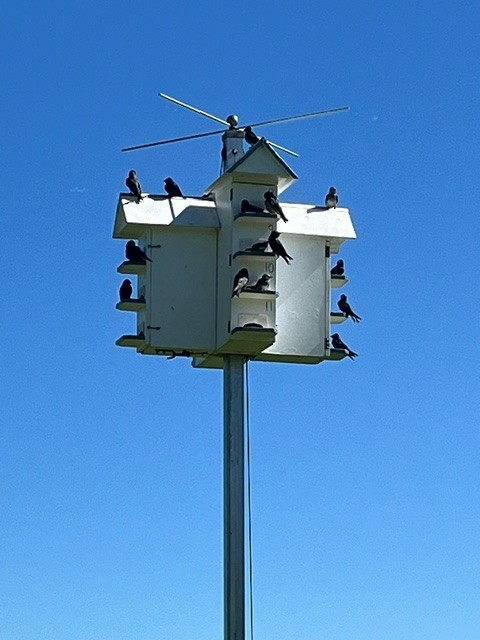 Purple Martin - ML619572155