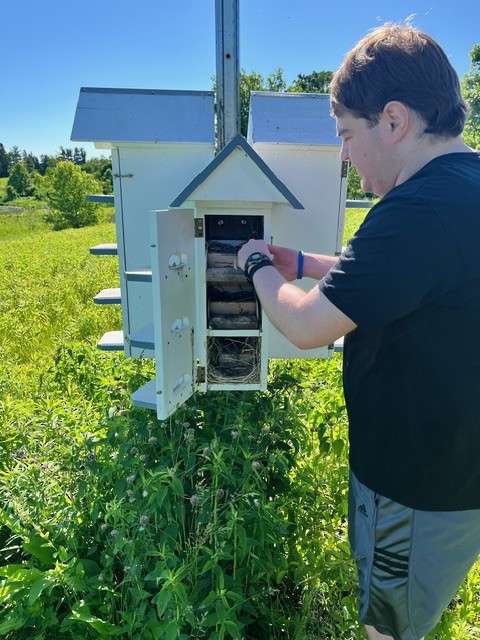 Purple Martin - ML619572156