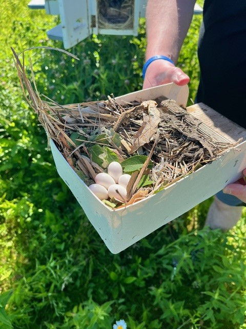 Purple Martin - ML619572157