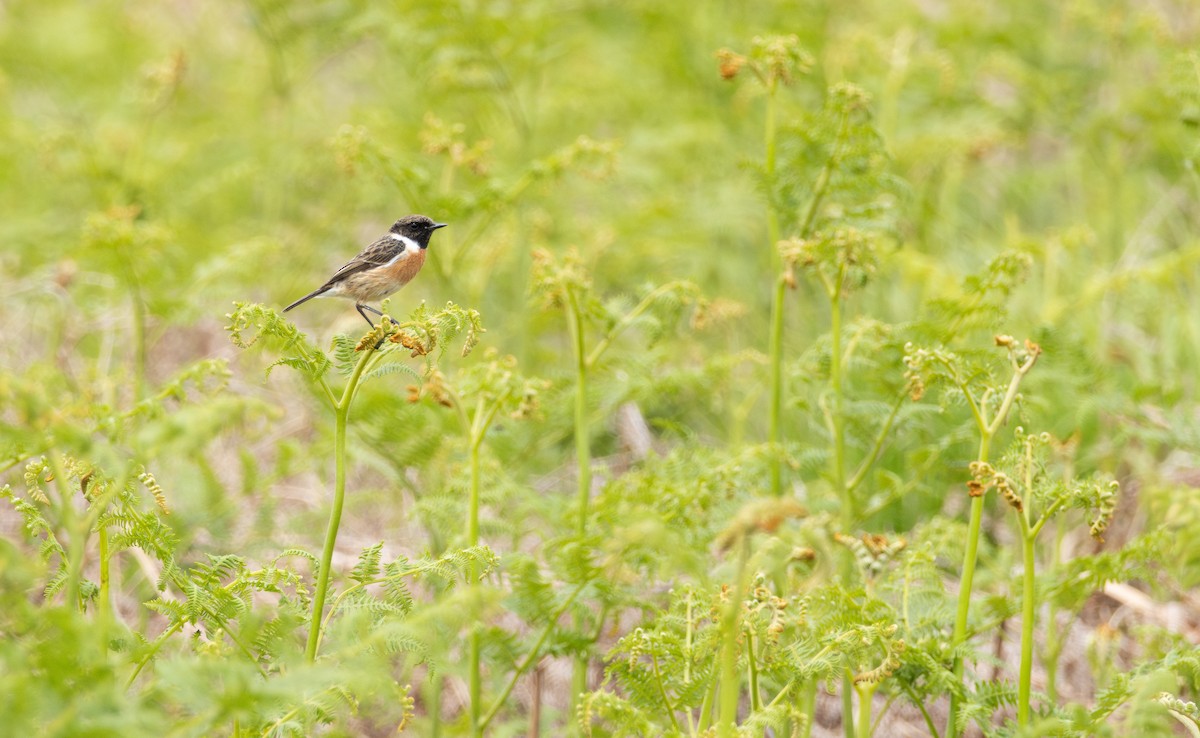 European Stonechat - Owen Tattersall