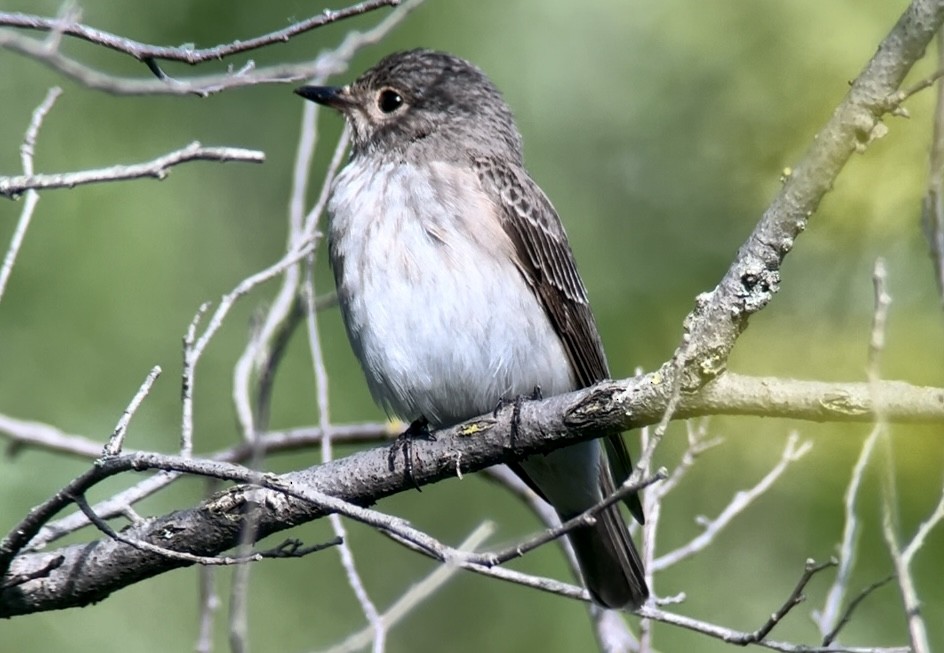 Spotted Flycatcher - ML619572178