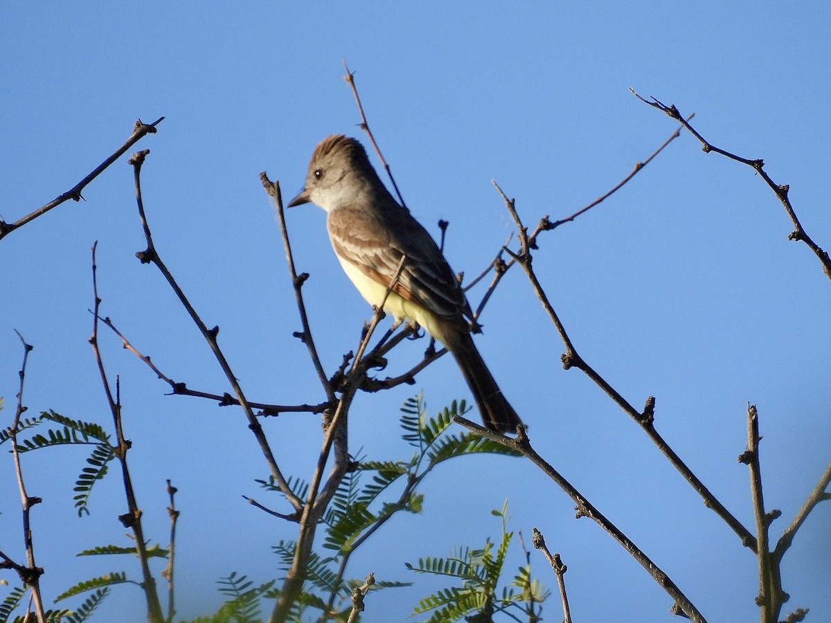 Ash-throated Flycatcher - ML619572179