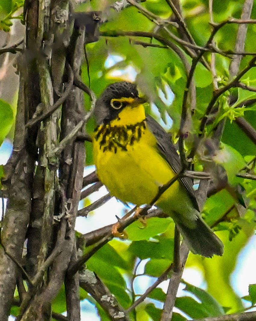 Canada Warbler - Jackie Baldwin