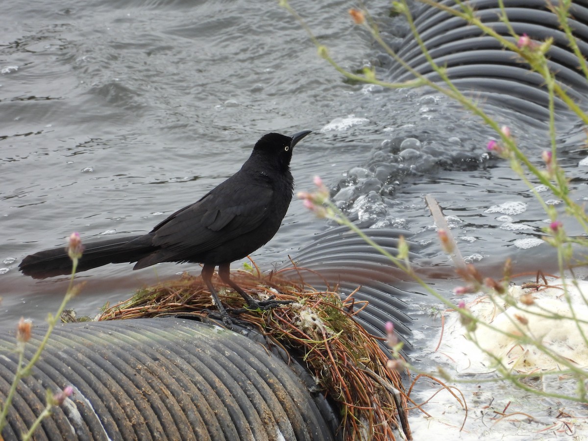 Great-tailed Grackle - ML619572182