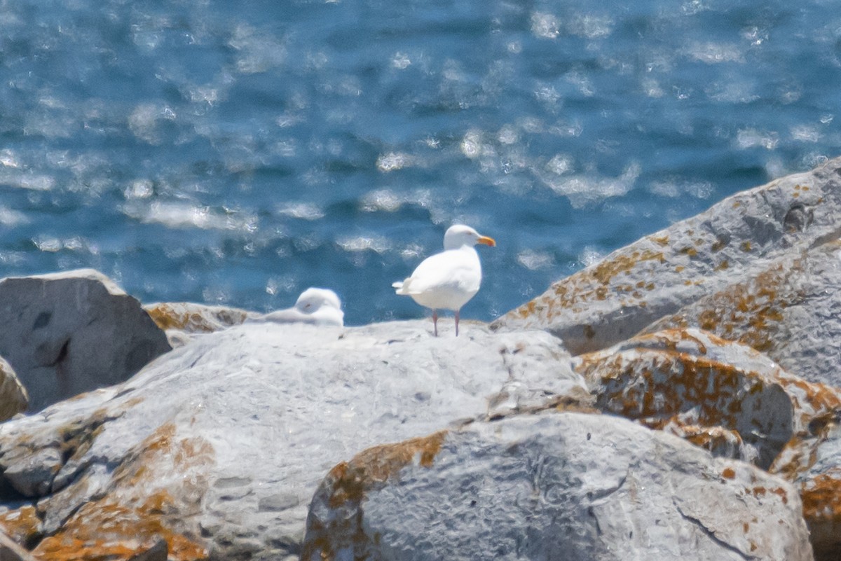 Herring Gull - Dan Gardoqui