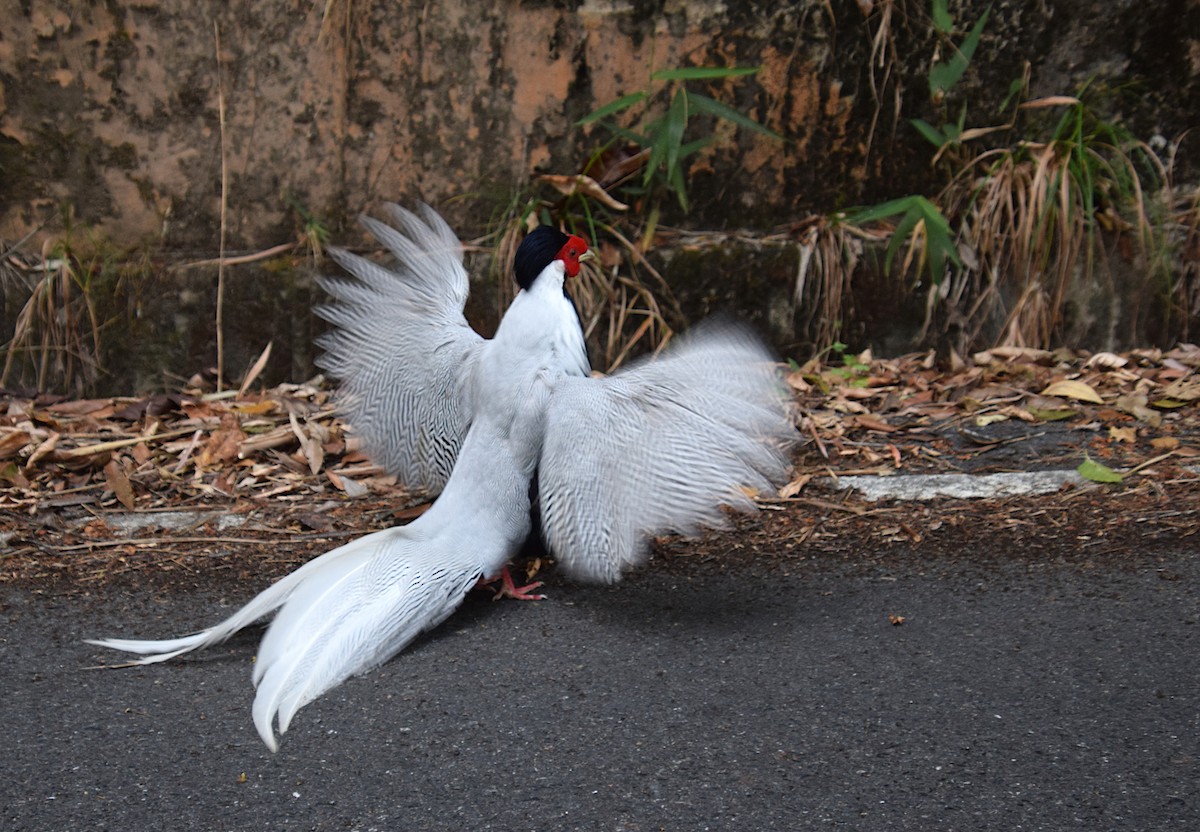 Silver Pheasant - Josh Lynton-Jenkins