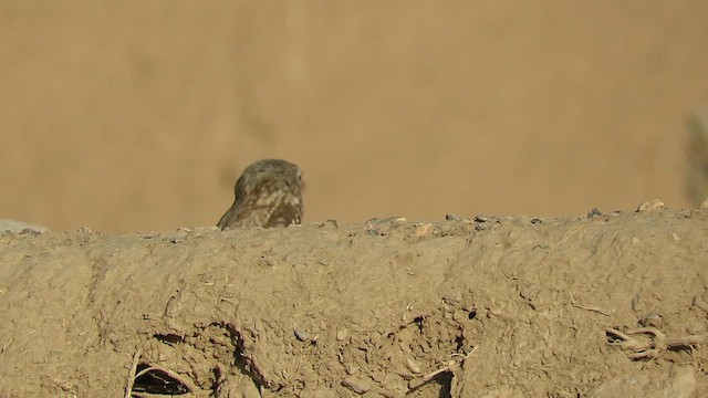 Хотны бүгээхэй - ML619572201