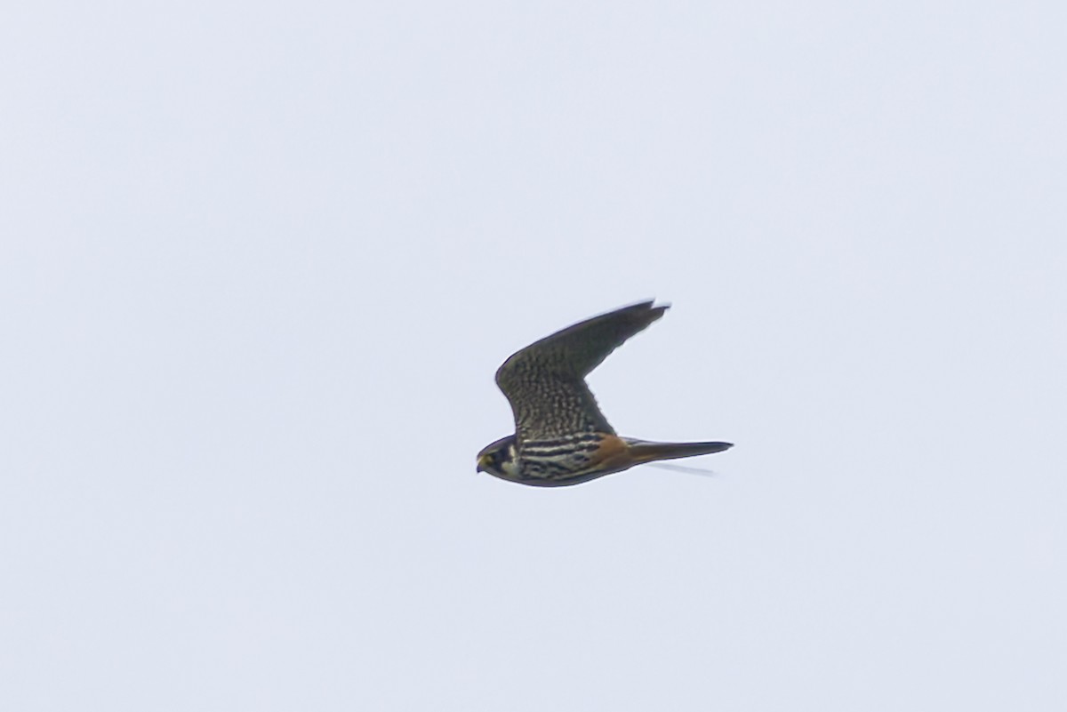 Eurasian Hobby - Graham Ella