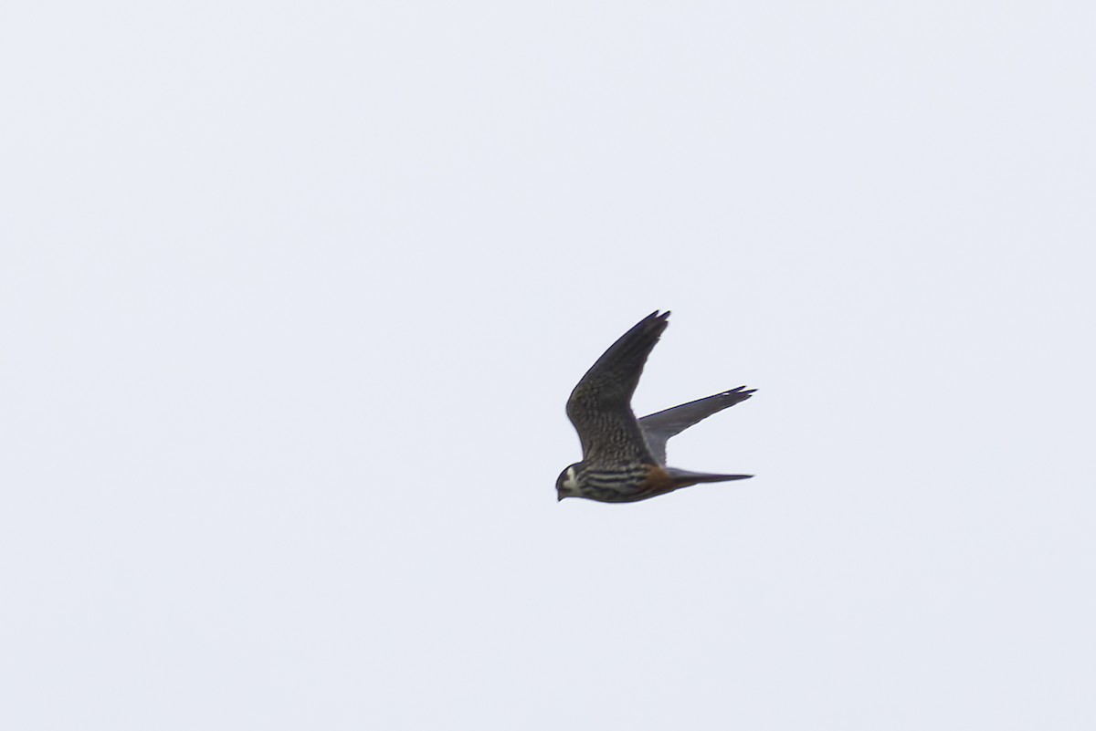 Eurasian Hobby - Graham Ella