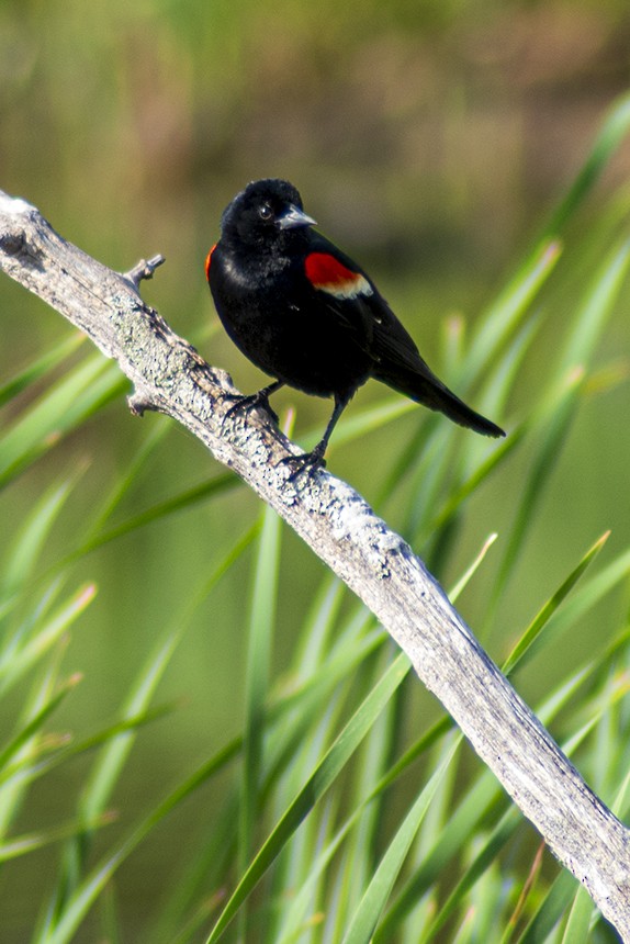 Red-winged Blackbird - Steve Coates