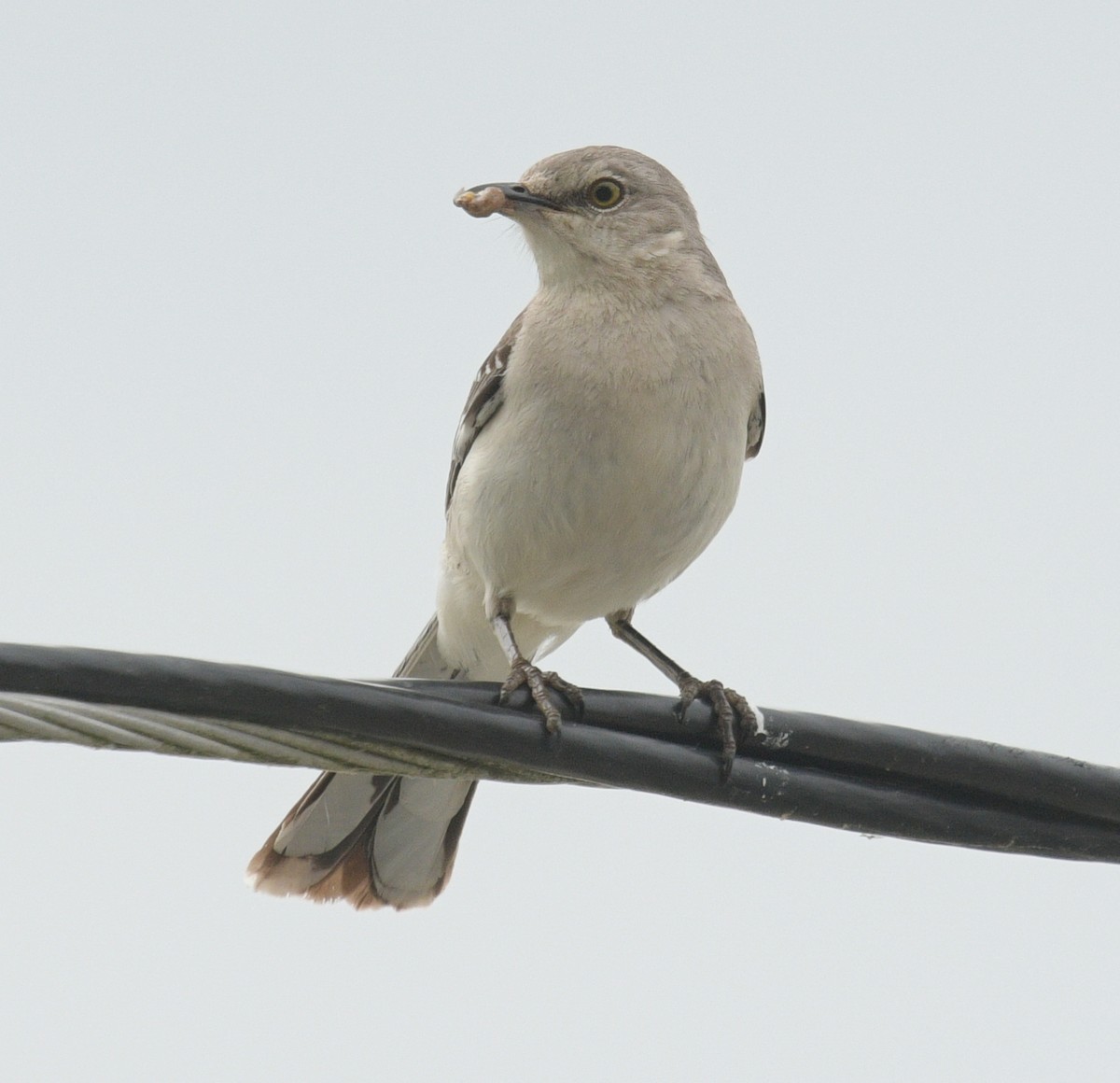 Northern Mockingbird - Margaret Poethig