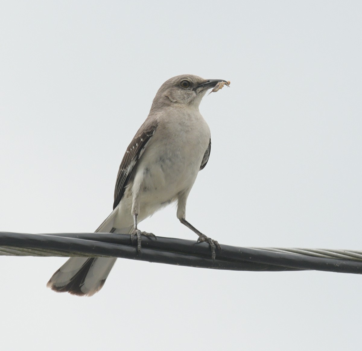 Northern Mockingbird - Margaret Poethig