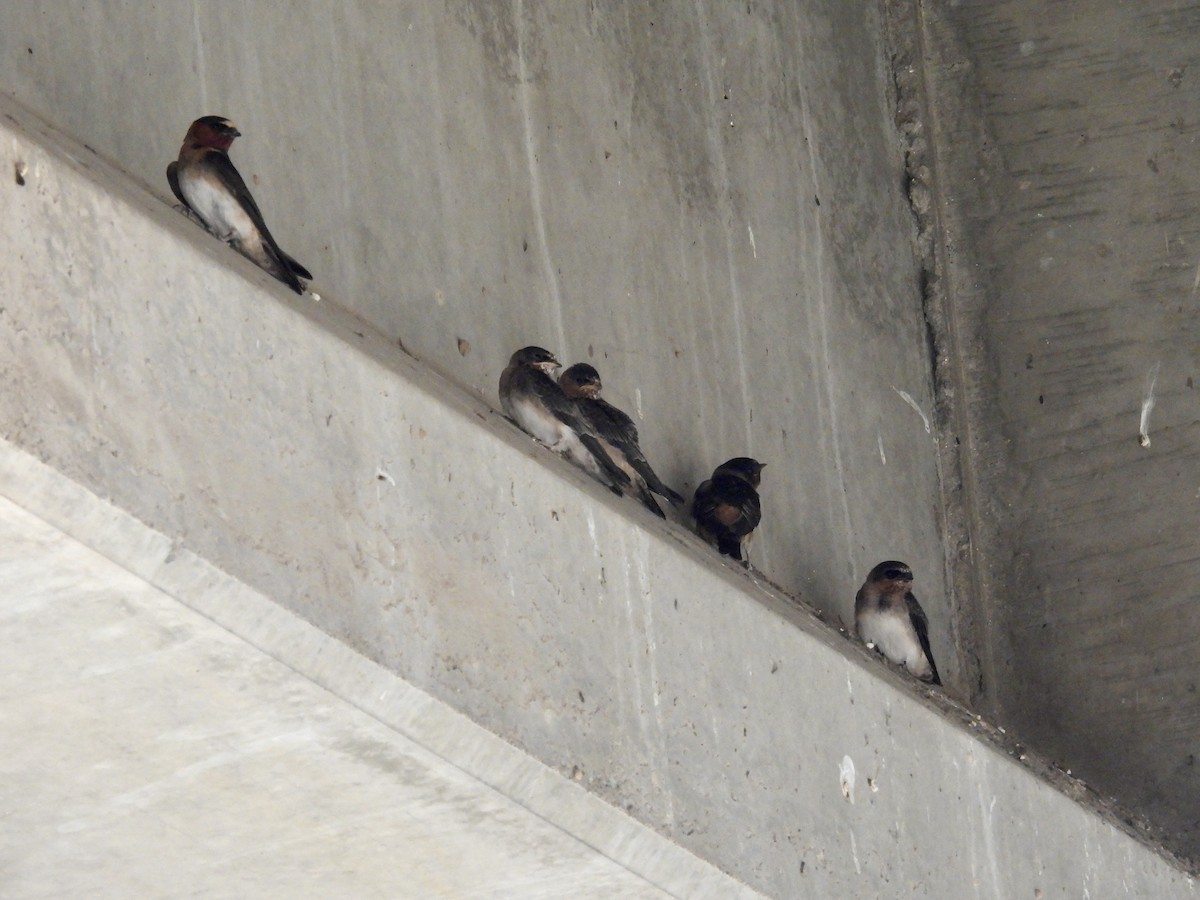 Cliff Swallow - Blake Kammann