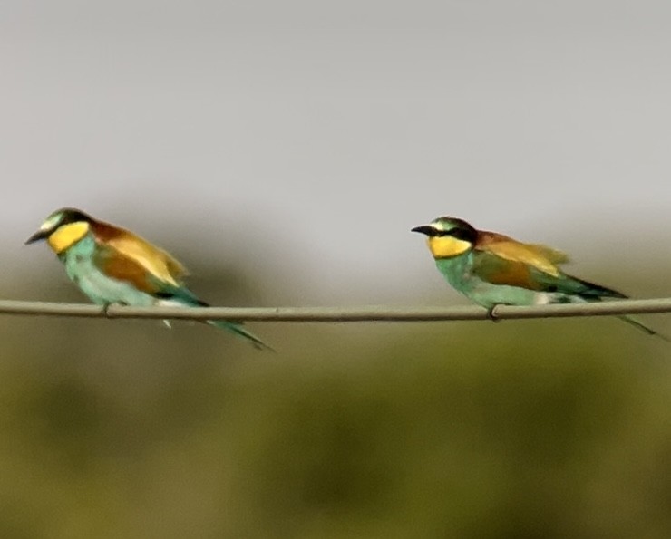 European Bee-eater - Patrick Finch