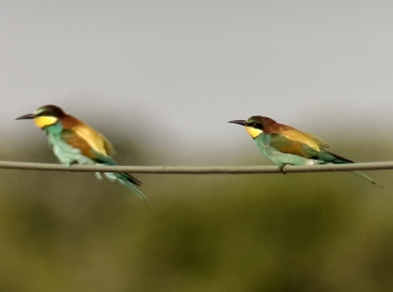 European Bee-eater - Patrick Finch