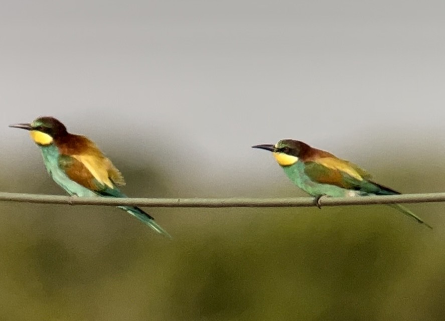 European Bee-eater - Patrick Finch