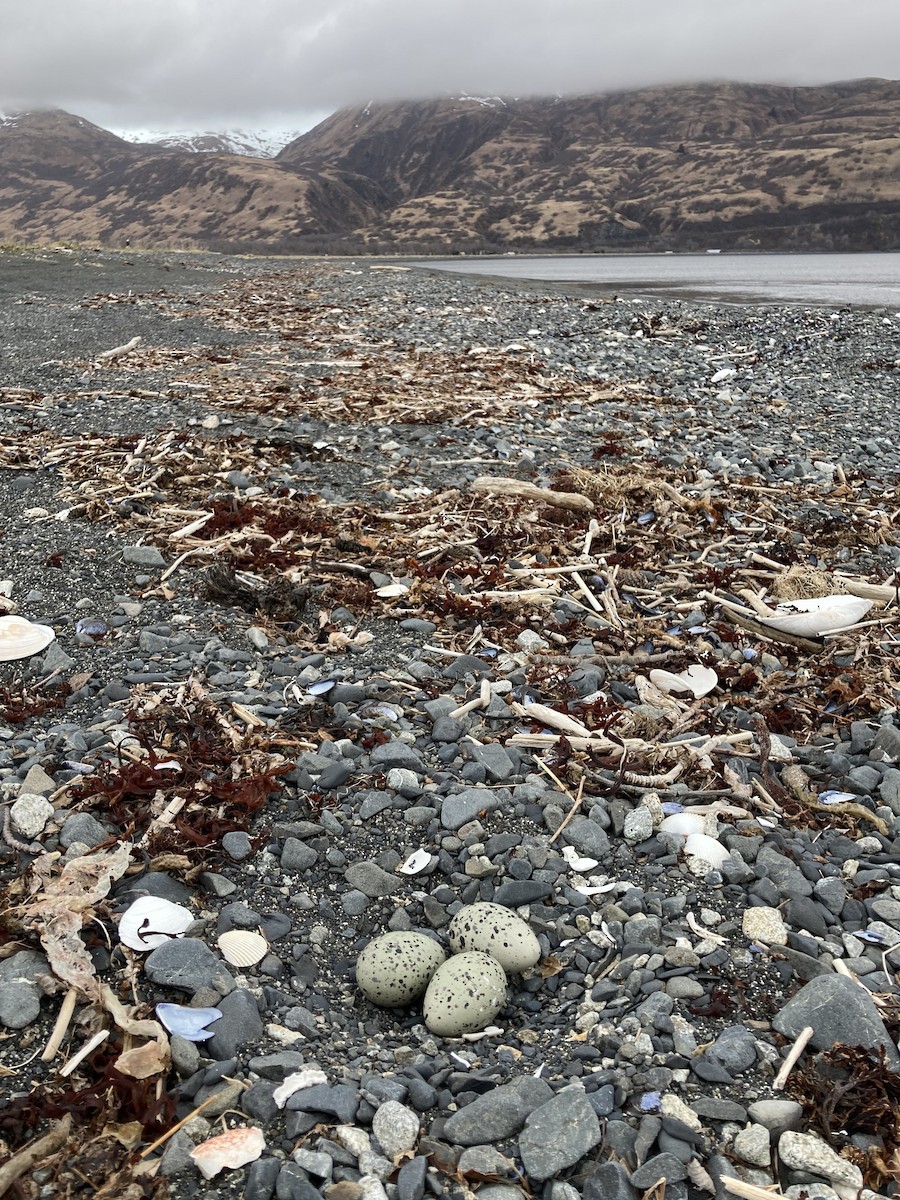 Black Oystercatcher - ML619572224